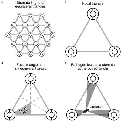 A Stomatal Model of Anatomical Tradeoffs Between Gas Exchange and Pathogen Colonization